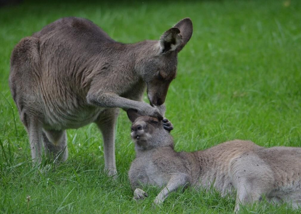 Kangaroo